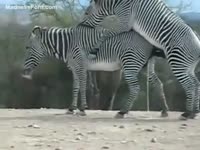 [ Animal Sex Tube ] Beautiful zebra is giving a biggest spunk flow on the ground after getting drilled